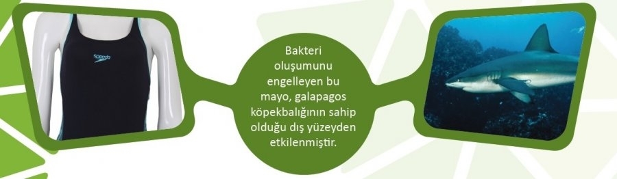 biyomimikri-mayo-gidahatti