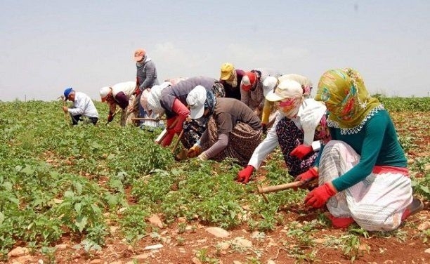 tarim-iscileri-gidahatti
