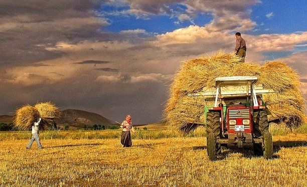 tarim-iscisi-3-gidahatti