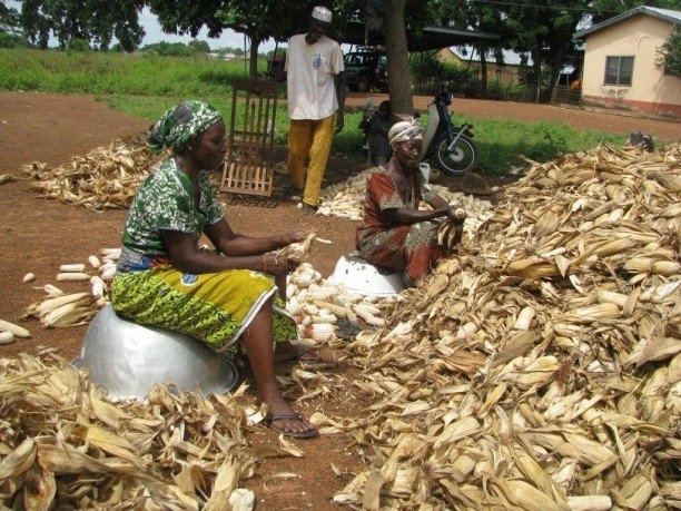 afrika-misir-uretimi-1-gidahatti-