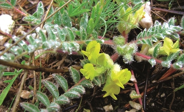 astragalus-trichostigma-gidahatti