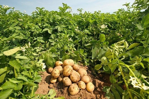 patates-tarlasi-gidahatti