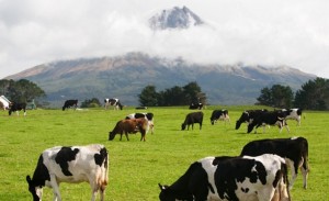 Yeni Zelanda çiftçileri zorda