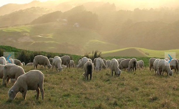 250 koyunu olana yılda 5 bin lira çoban desteği