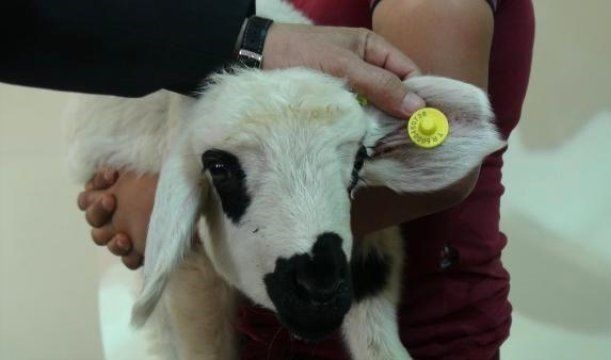 Koyun keçiye elektronik küpe takılacak!