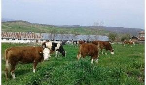 Samsun’da 4 yıl vadeli süt ineği, Manisa’da faizsiz mazot satışı