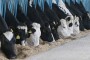 Süt ve süt ürünleri üretimi arttı; Kümes hayvancılığı ve kırmızı ette son durum ne?