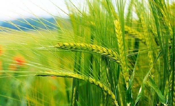 Başbaşı bulgur 2 kat lif içeriyor!