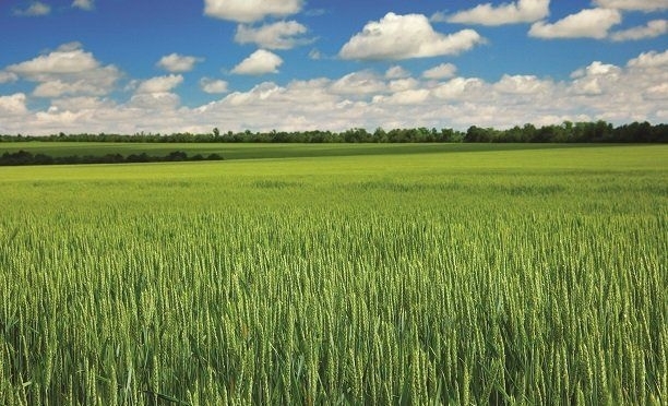 Çiftçi için kötü haber! Buğday pası hastalığı yayılıyor