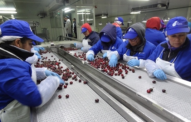 Türk kirazı ve üzümü Avrupa’ya açılıyor